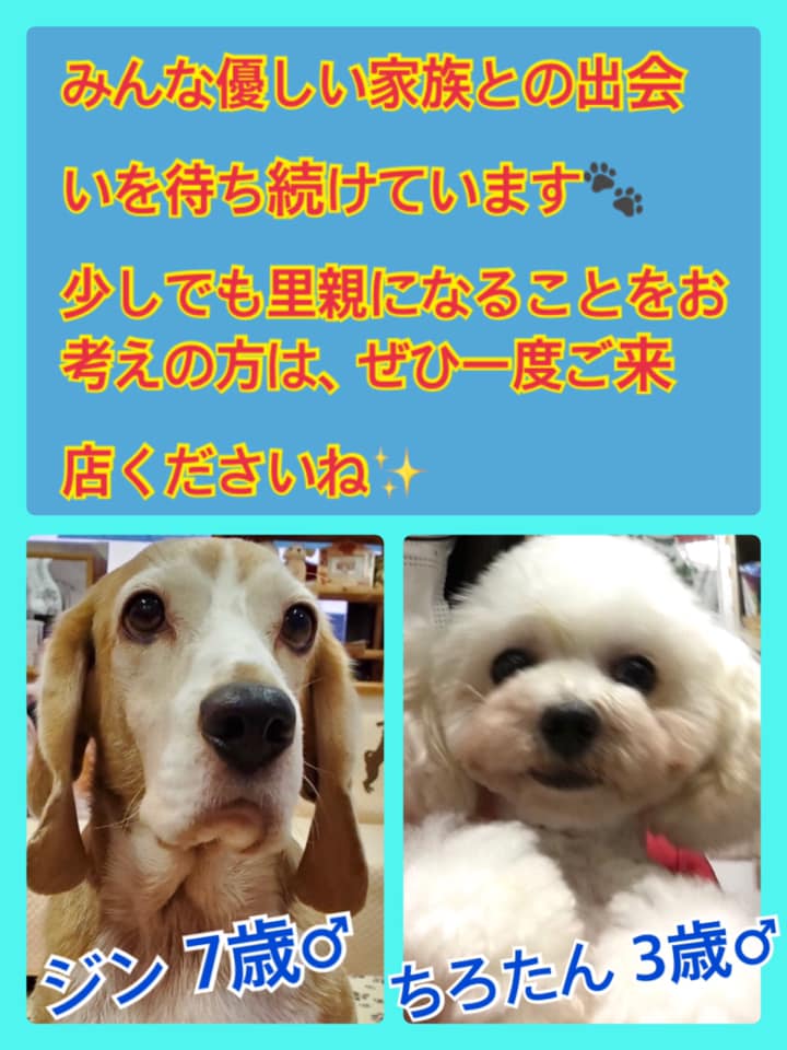 🐾今日の里親様募集中ワンコ🐶メンバーです🐾2020,6,9